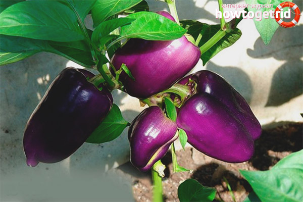 Avantages et inconvénients du poivre Big Dad