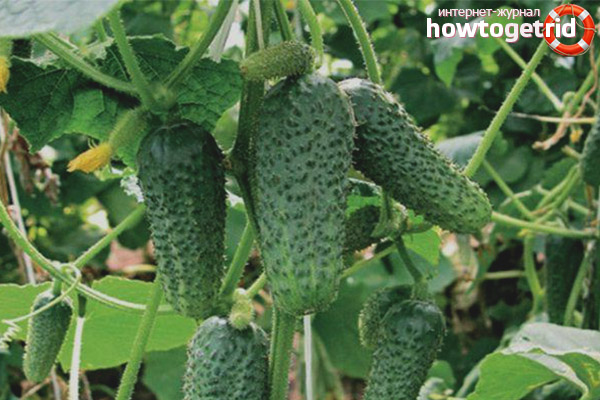 Concombre Frère Ivanushka F1