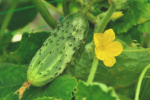 Concombre Mamenkin préféré F1