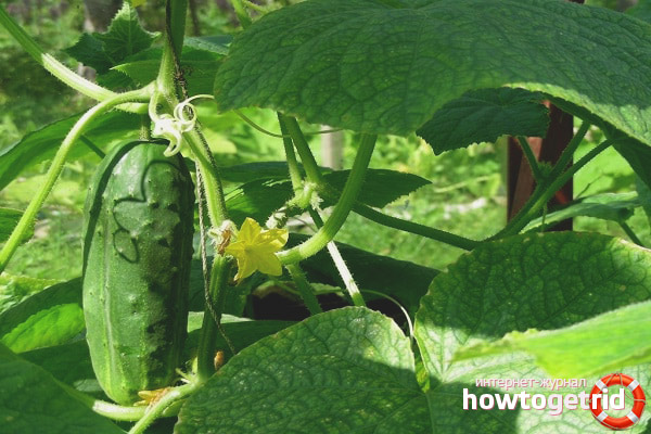 Concombre Blizzard F1