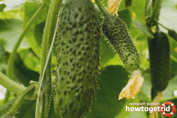 Concombre Sv 4097 tsv F1