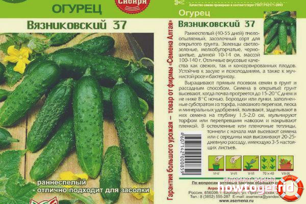 Concombre Vyaznikovsky 37