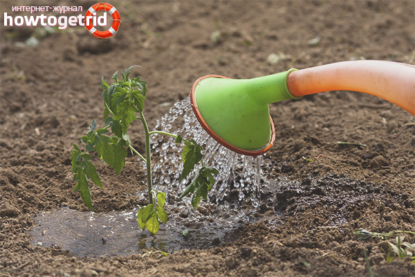 Arrosage des tomates Sherkhan