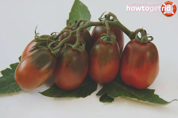 Tomates au lapin au chocolat