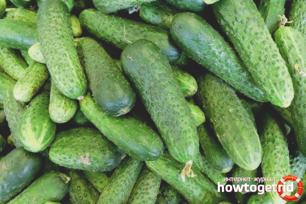 La culture des concombres Vyaznikovsky 37