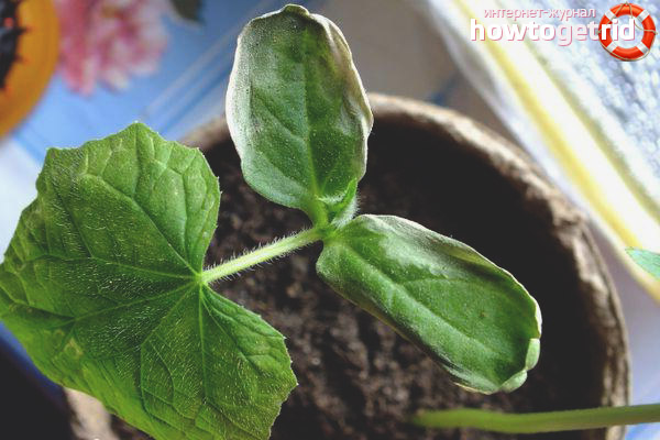 Cultiver des tomates Borisych F1