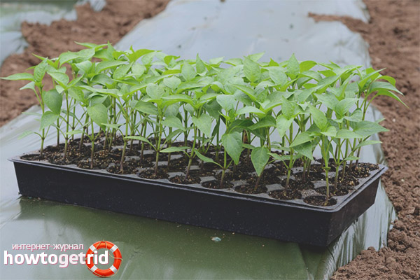 Planter du poivre Big papa dans le sol