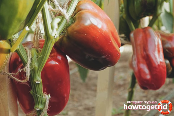 Livadia F1 au poivre